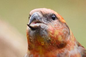 Fichtenkreuzschnabel