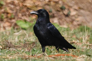 Rabenkrähe